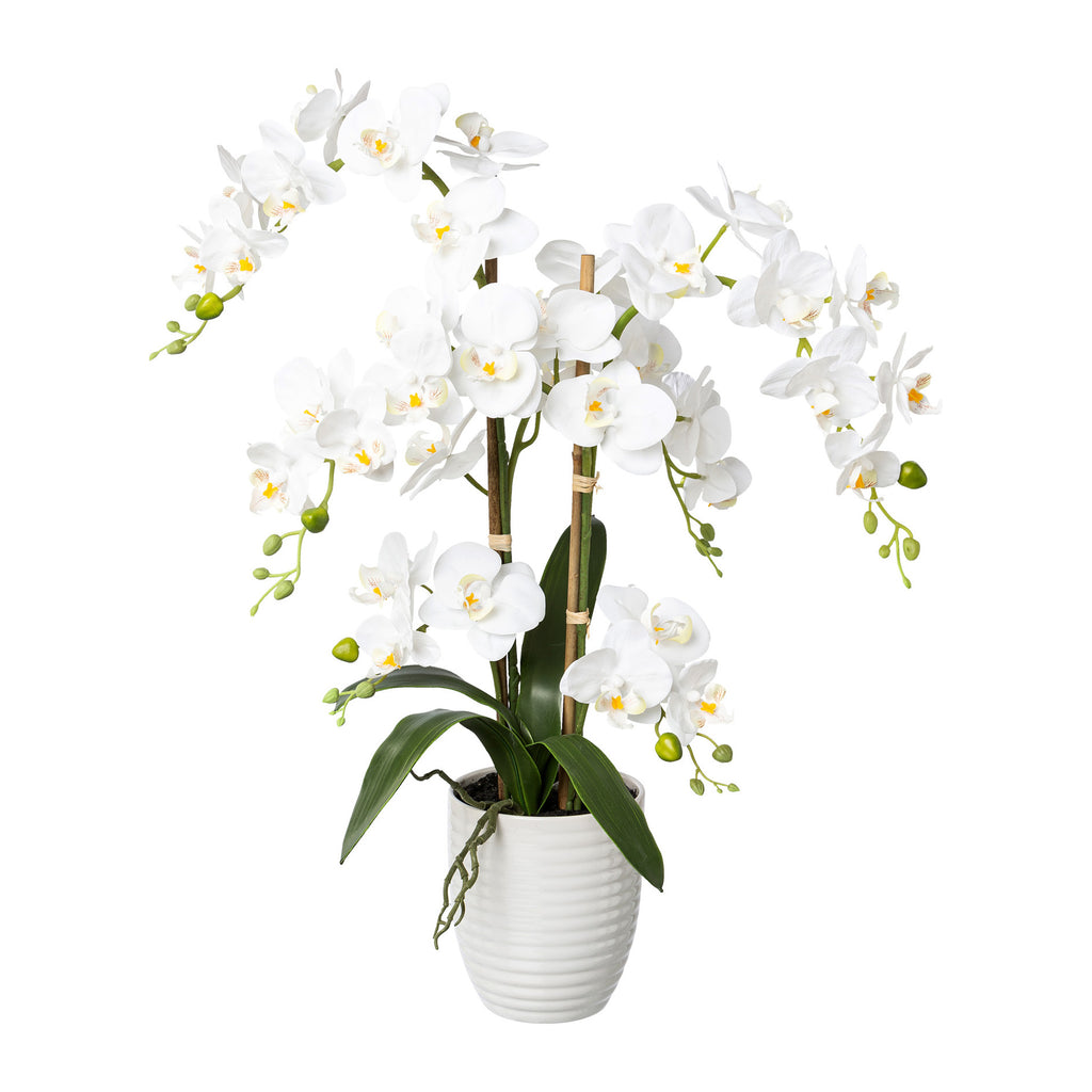 Phalaenopsis, 67cm, weiss, Real Touch, im Keramiktopf 13x15cm
