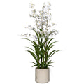 Oncydie im Topf, 98cm, weiss