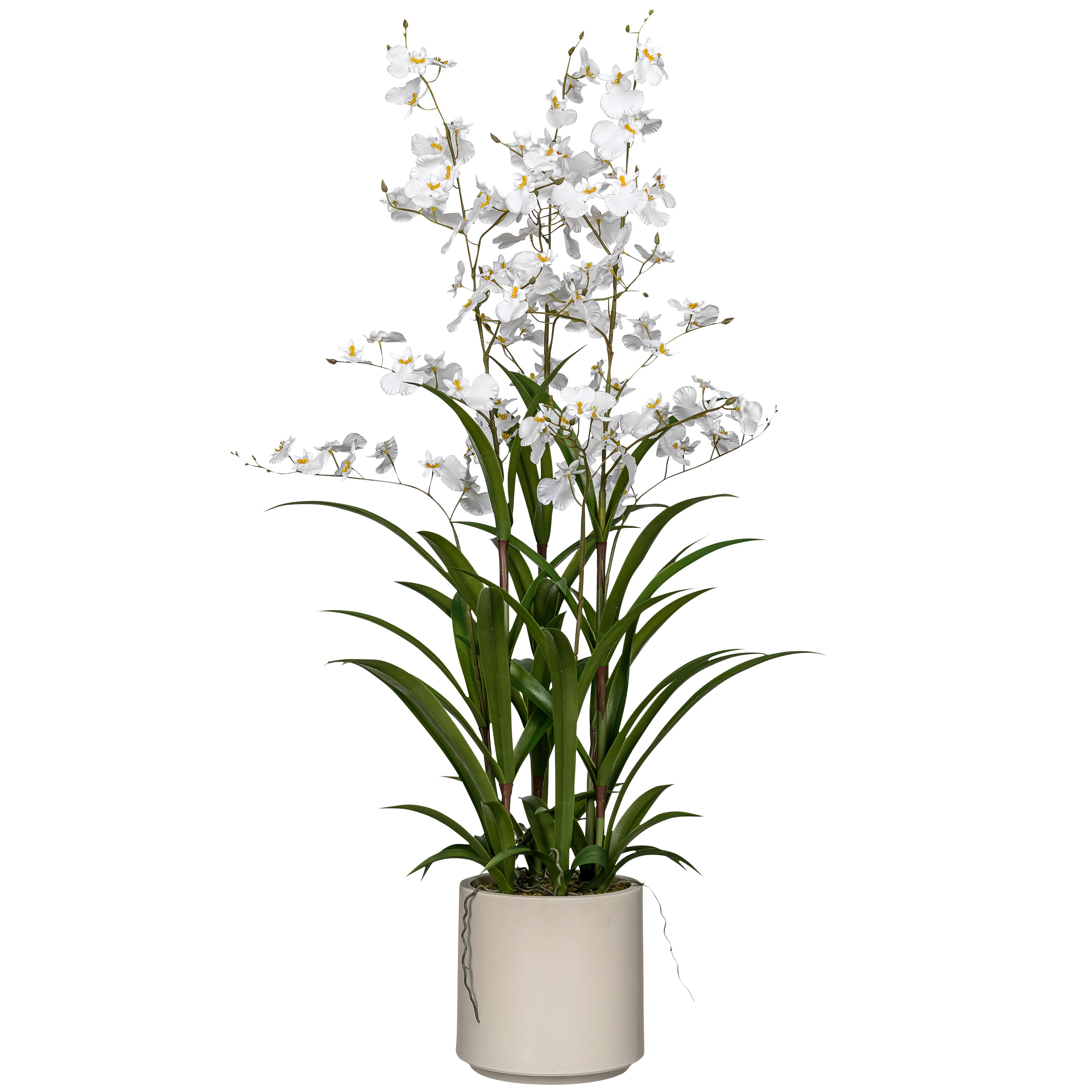 Oncydie im Topf, 98cm, weiss