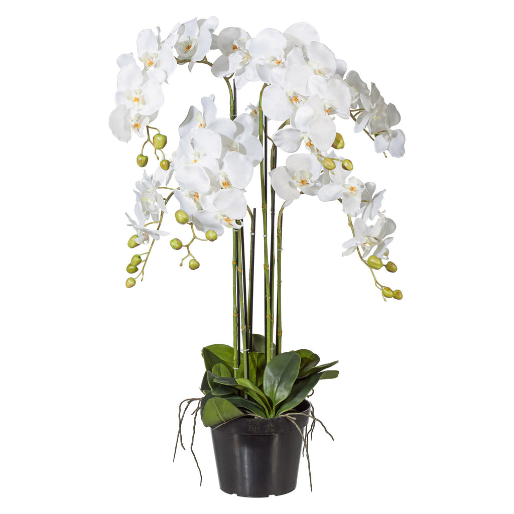 Phalaenopsis 90cm weiss, im Kunststofftopf 20x15,5cm