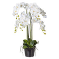 Phalaenopsis 90cm weiss, im Kunststofftopf 20x15,5cm