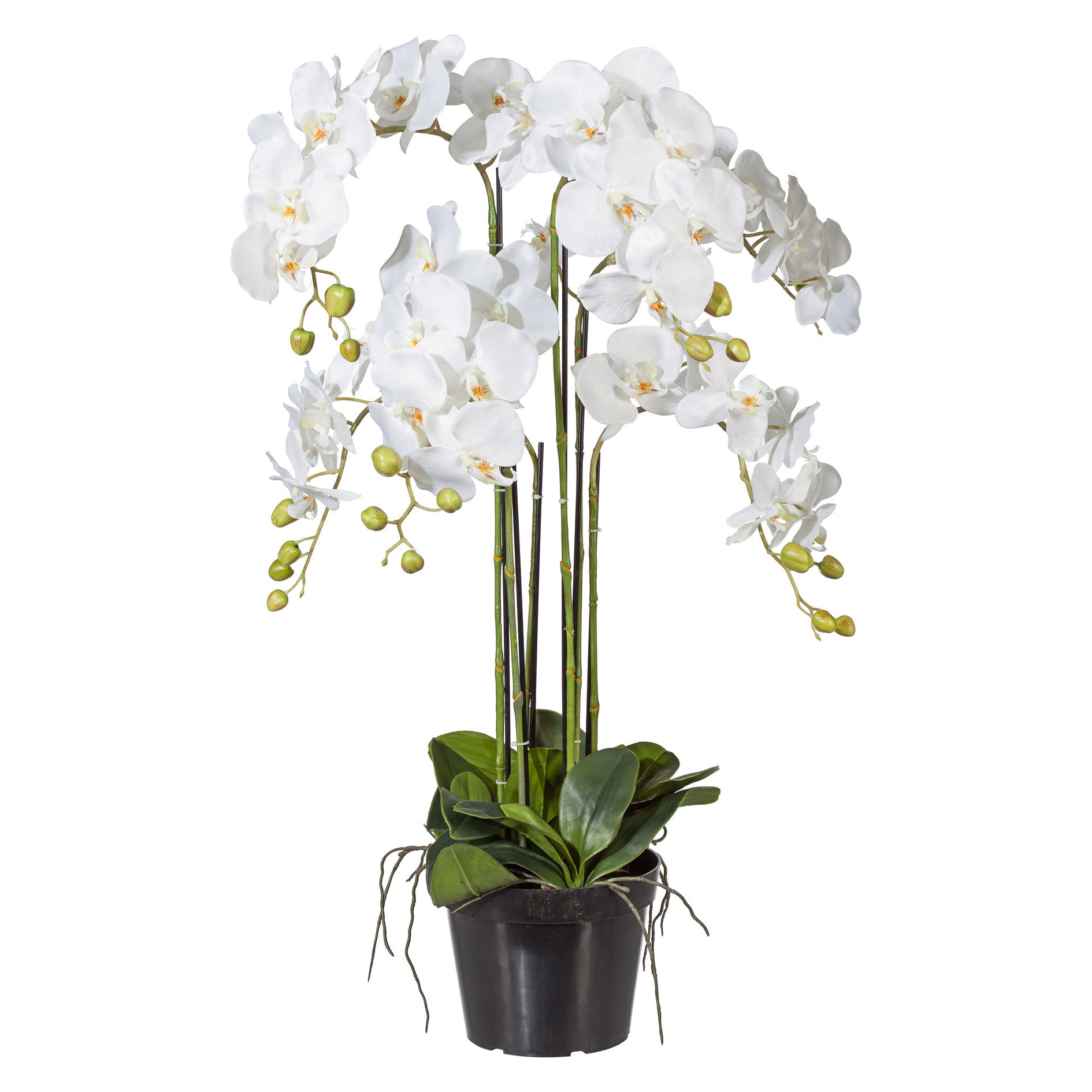 Phalaenopsis 90cm weiss, im Kunststofftopf 20x15,5cm