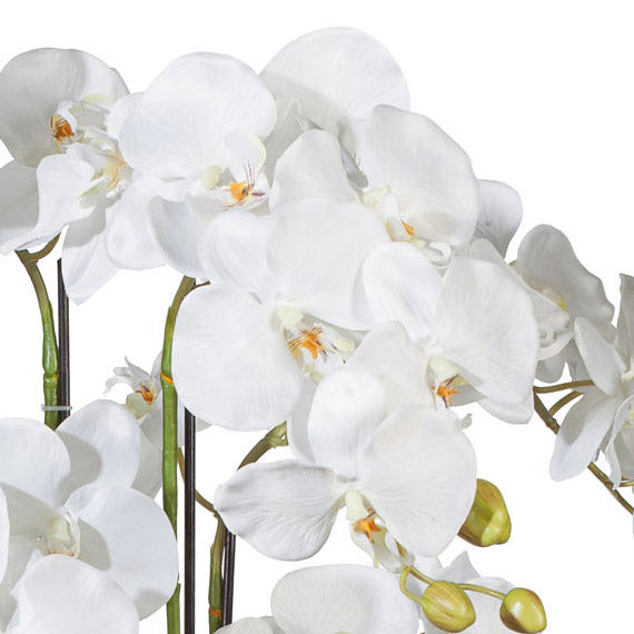 Phalaenopsis 90cm weiss, im Kunststofftopf 20x15,5cm