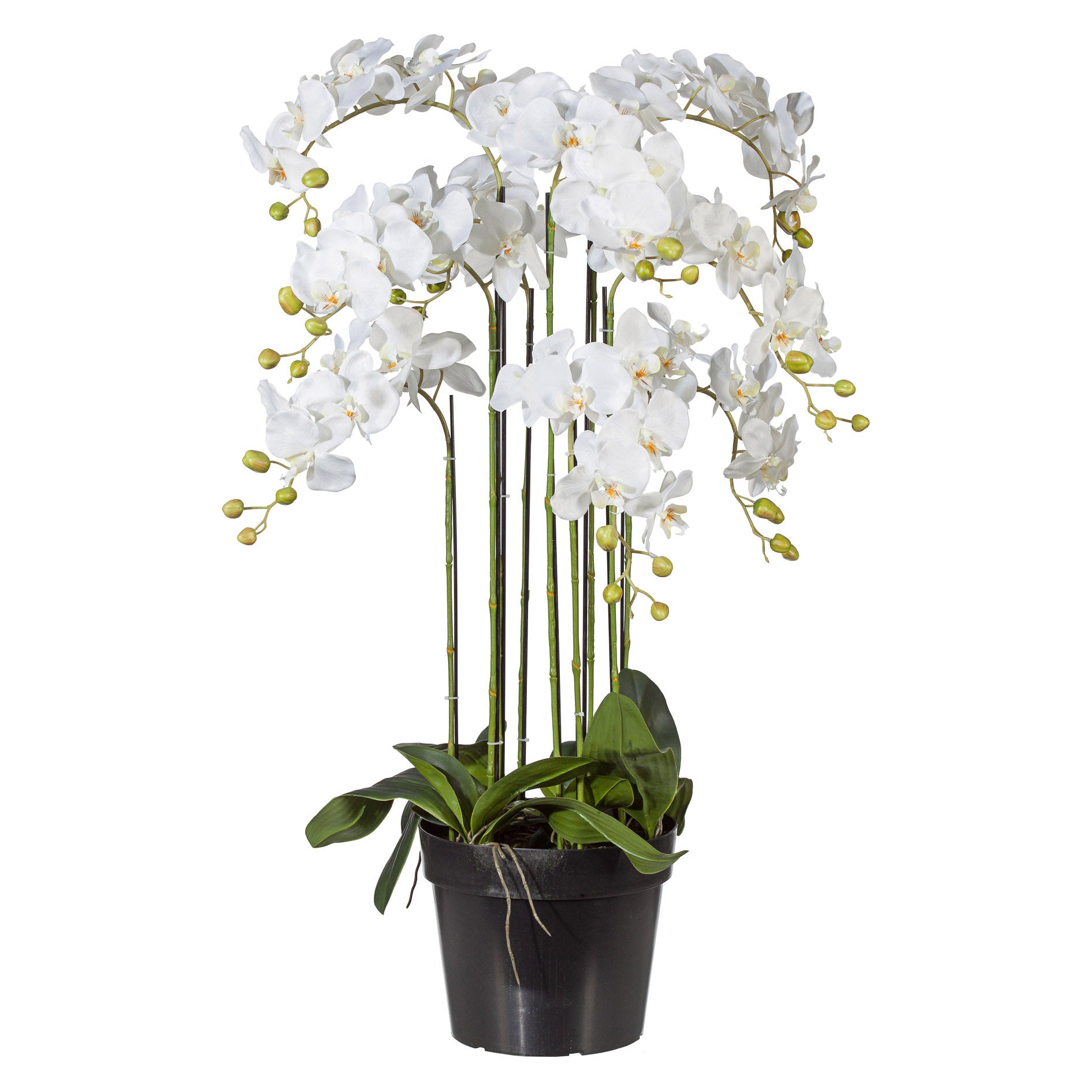 Phalaenopsis 110cm weiss, im einfachen Kunststofftopf 27,5 x 22cm