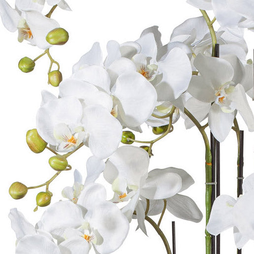 Phalaenopsis 110cm weiss, im einfachen Kunststofftopf 27,5 x 22cm