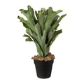 Geweihfarn im Topf, 45cm
