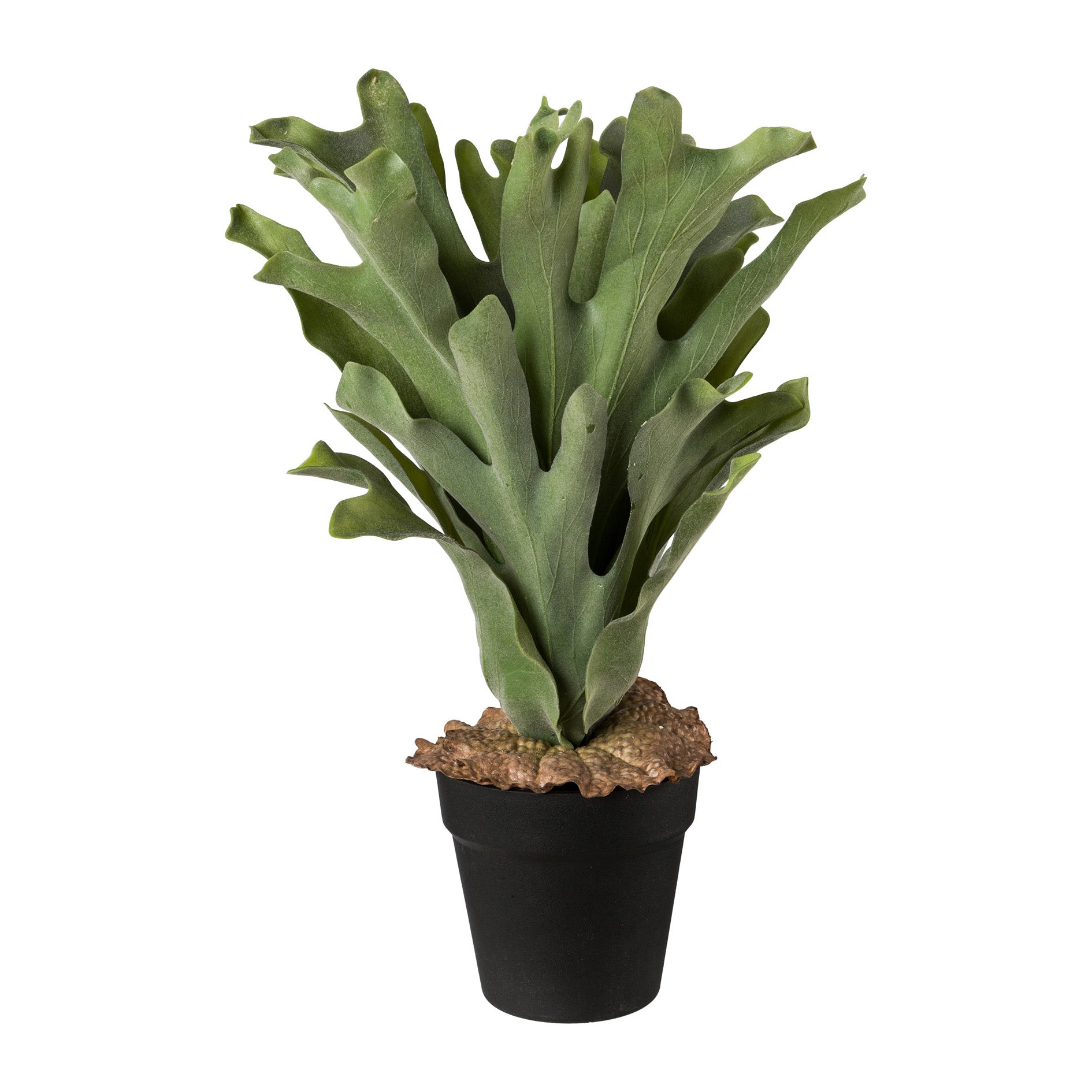Geweihfarn im Topf, 45cm