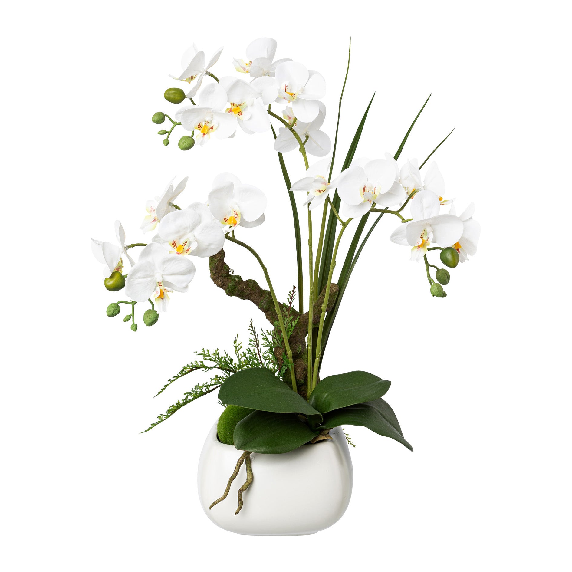Phalaenopsis, 46cm, weiss im weissen Keramiktopf 14x10cm, Real Touch