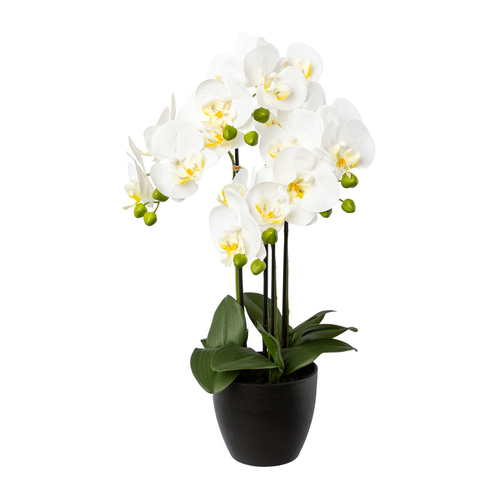 Phalaenopsis x4, 55cm, weiss, im Resintopf 14,5x13cm