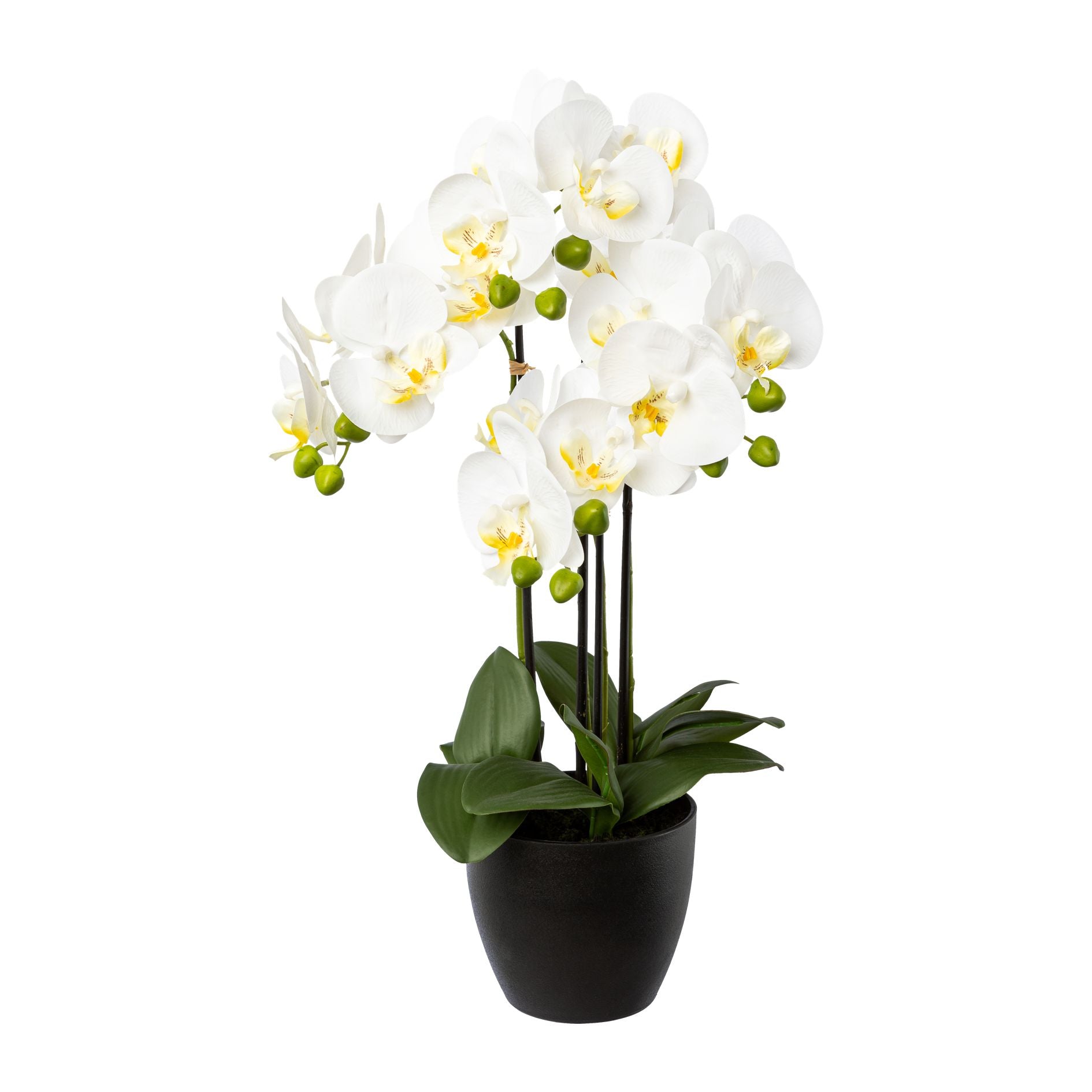 Phalaenopsis x4, 55cm, weiss, im Resintopf 14,5x13cm