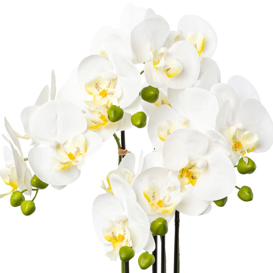 Phalaenopsis x4, 55cm, weiss, im Resintopf 14,5x13cm