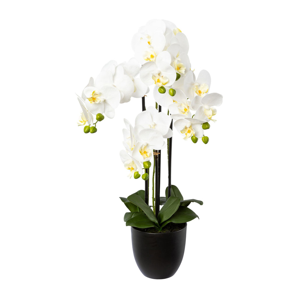 Phalaenopsis x4, 69cm weiss im Resintopf 15,5x14,5cm