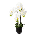 Phalaenopsis x4, 69cm weiss im Resintopf 15,5x14,5cm