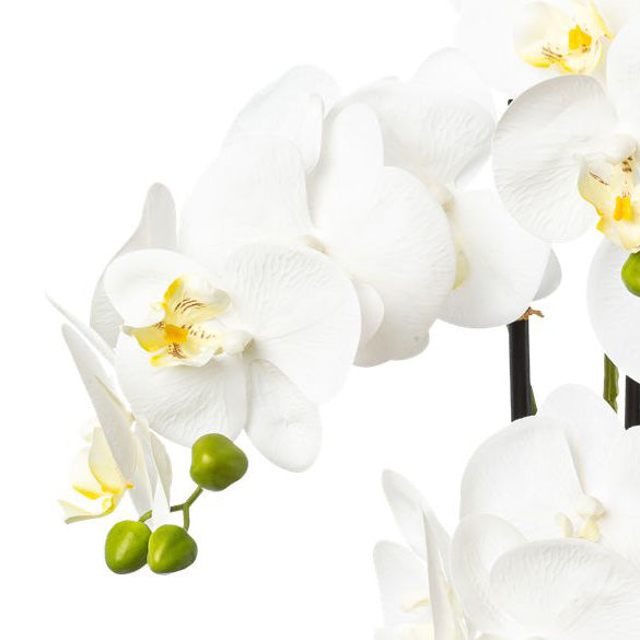 Phalaenopsis x4, 69cm weiss im Resintopf 15,5x14,5cm