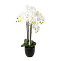 Phalaenopsis x4 im Resintopf, 83cm, weiss