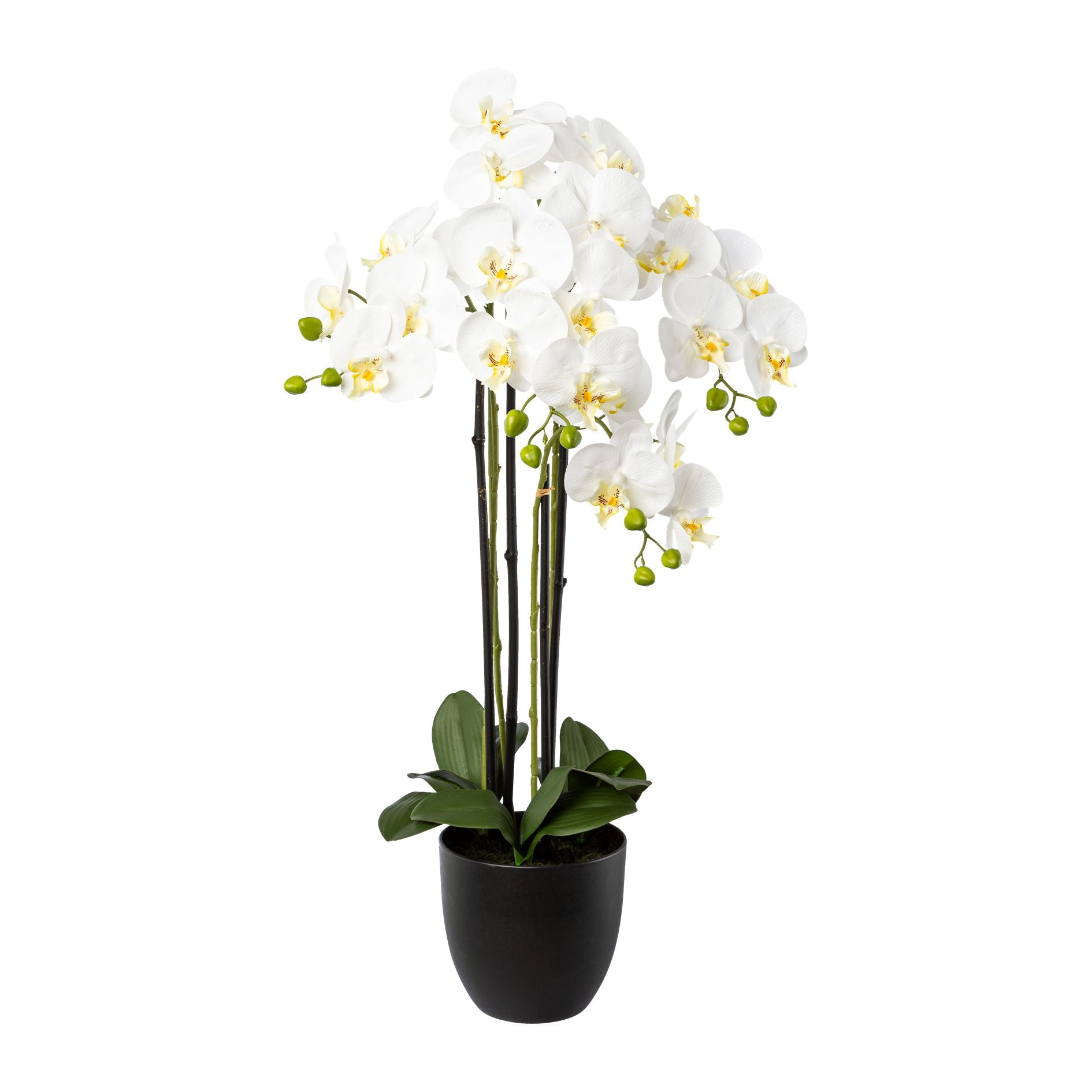 Phalaenopsis x4 im Resintopf, 83cm, weiss