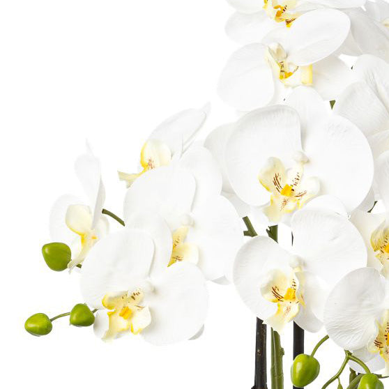 Phalaenopsis x4 im Resintopf, 83cm, weiss