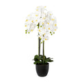 Phalaenopsis x4 im Resintopf, 99cm, weiss