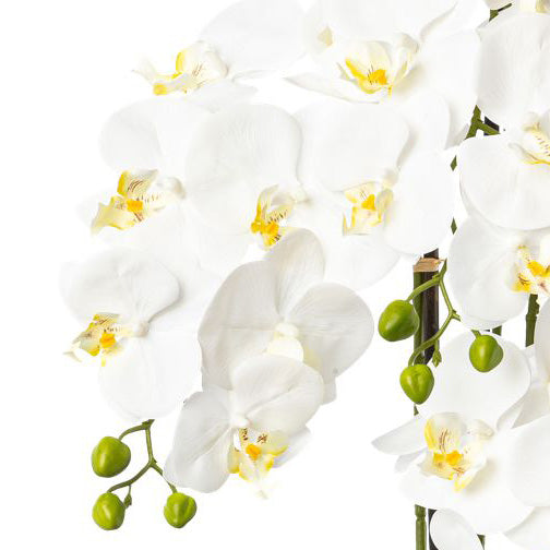 Phalaenopsis x4 im Resintopf, 99cm, weiss