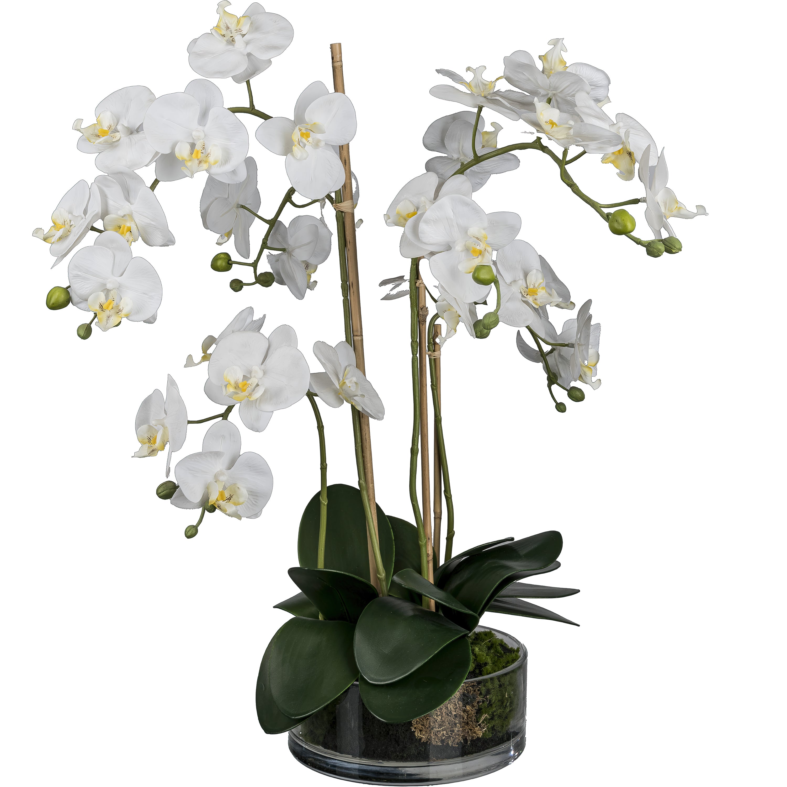 Phalaenopsis, 50cm, weiss in Glasschale D20x8cm