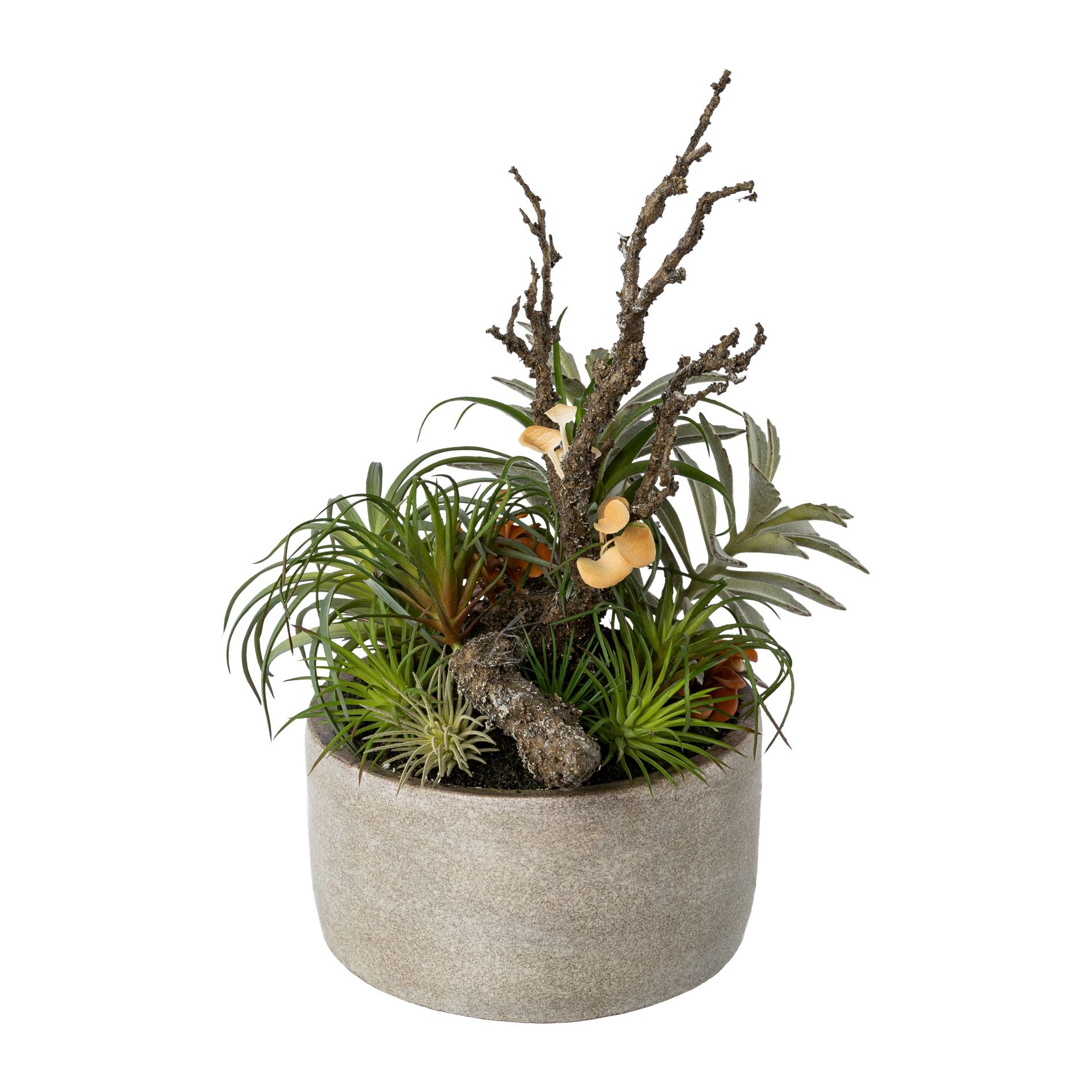 Tillandsien-Mix 35cm gruen in Zementschale 19x10cm