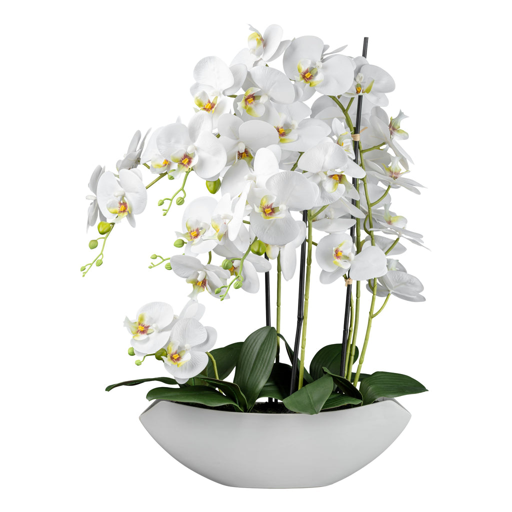 Phalaenopsis in Keramikschale, 63cm, weiss