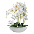 Phalaenopsis in Keramikschale, 63cm, weiss