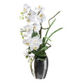 Phalaenopsis, 68cm, weiss, in Silbervase 14x10x24cm