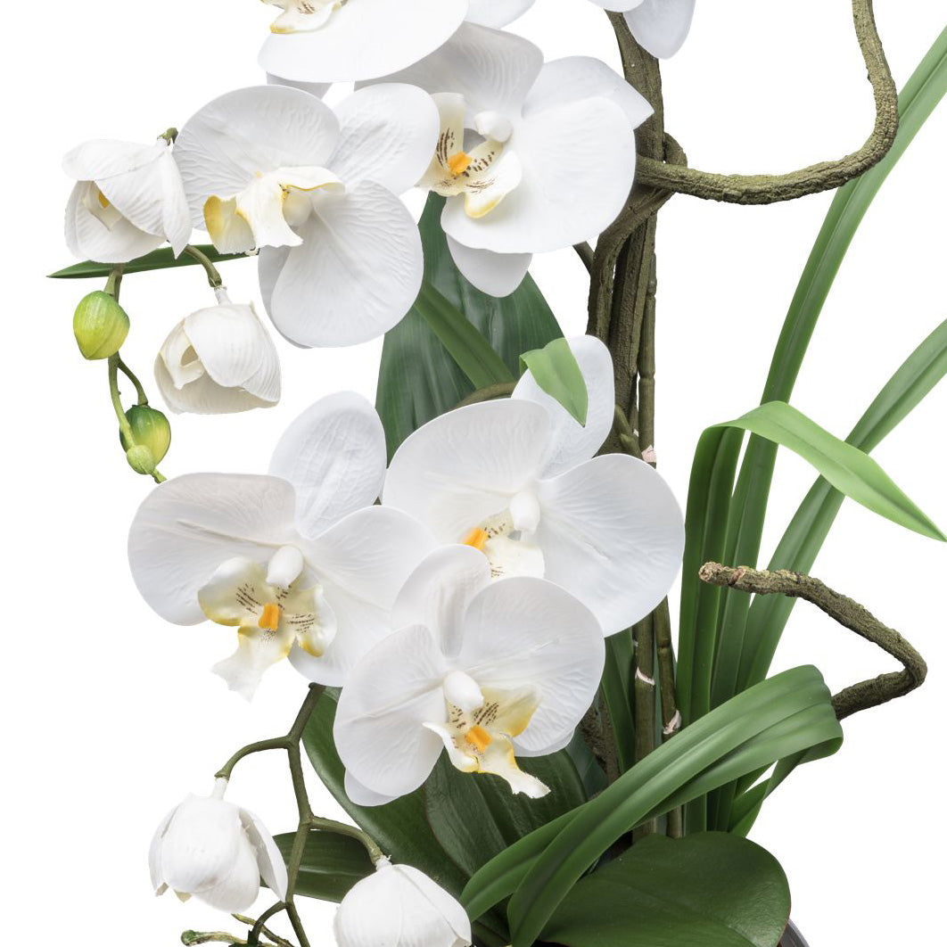 Phalaenopsis, 68cm, weiss, in Silbervase 14x10x24cm