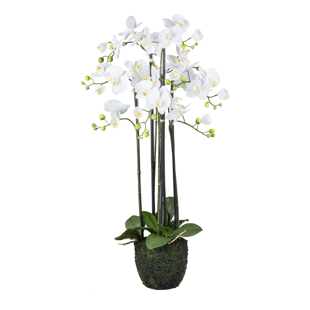 Orchidee im Erdballen, 93cm, weiss, Real Touch
