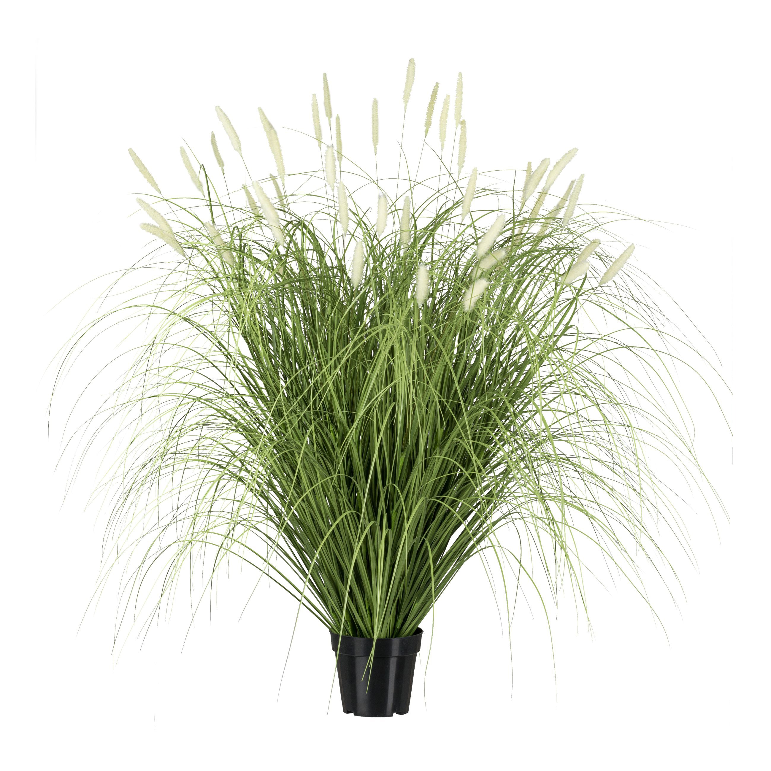 Pennisetum, 115cm, im Topf 17x14,5cm