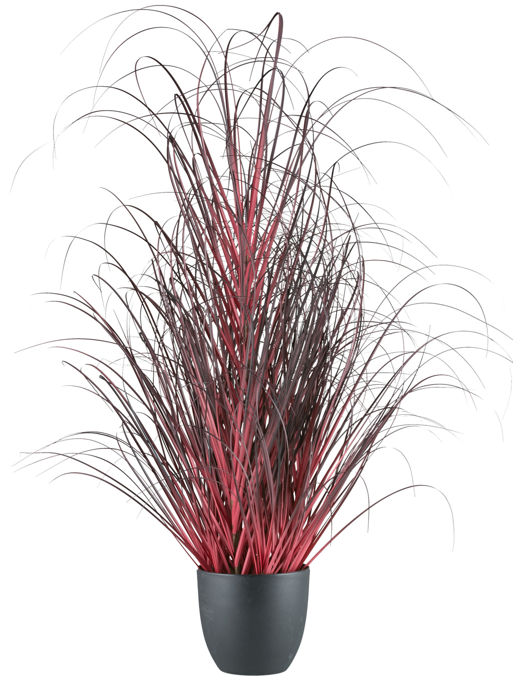 Gras im Topf, 102cm, dunkelrot