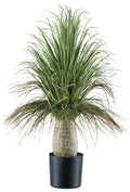 Beaucarnea, 60cm, gruen, im Kunststofftopf 12,5x11,5cm