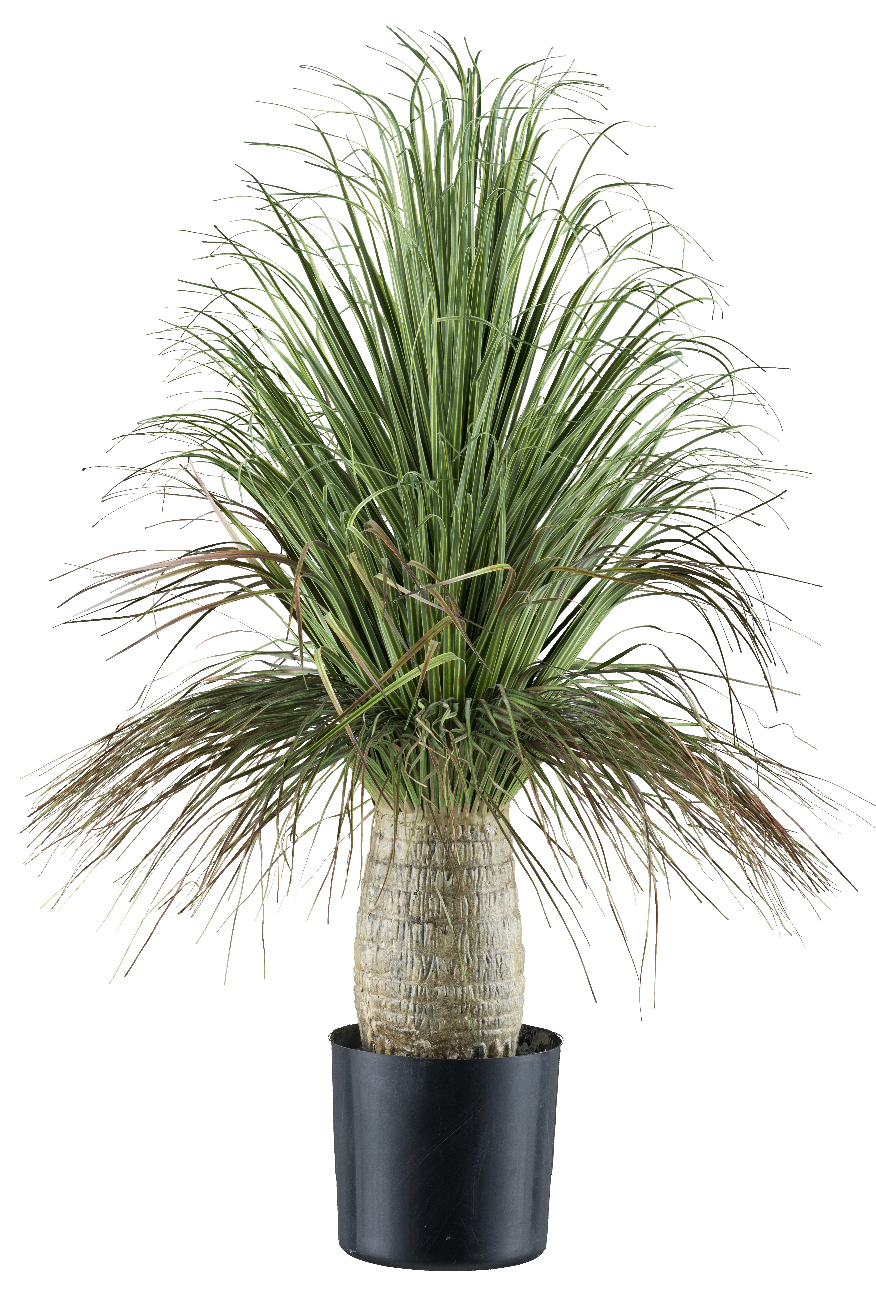 Beaucarnea, 60cm, gruen, im Kunststofftopf 12,5x11,5cm