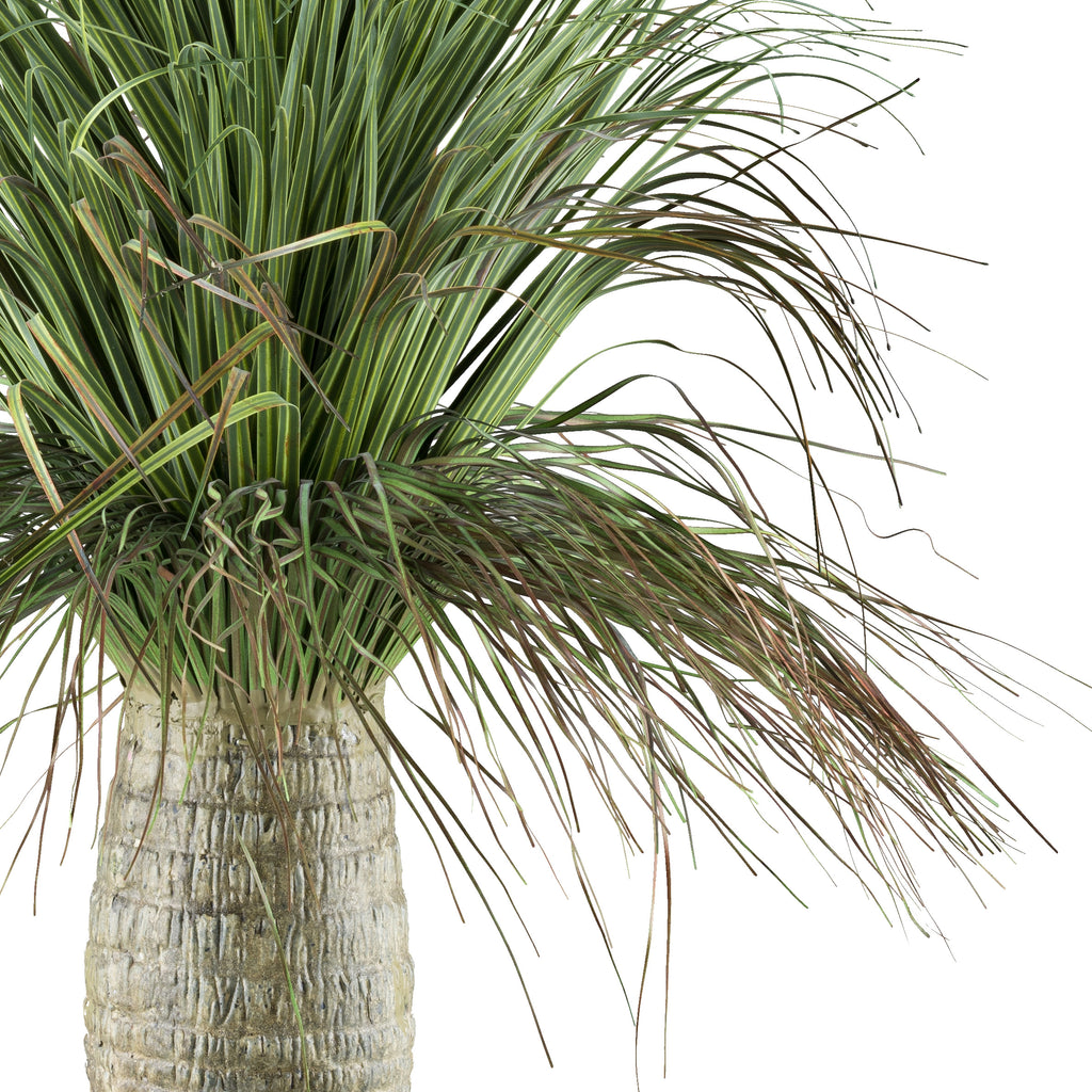 Beaucarnea, 60cm, gruen, im Kunststofftopf 12,5x11,5cm