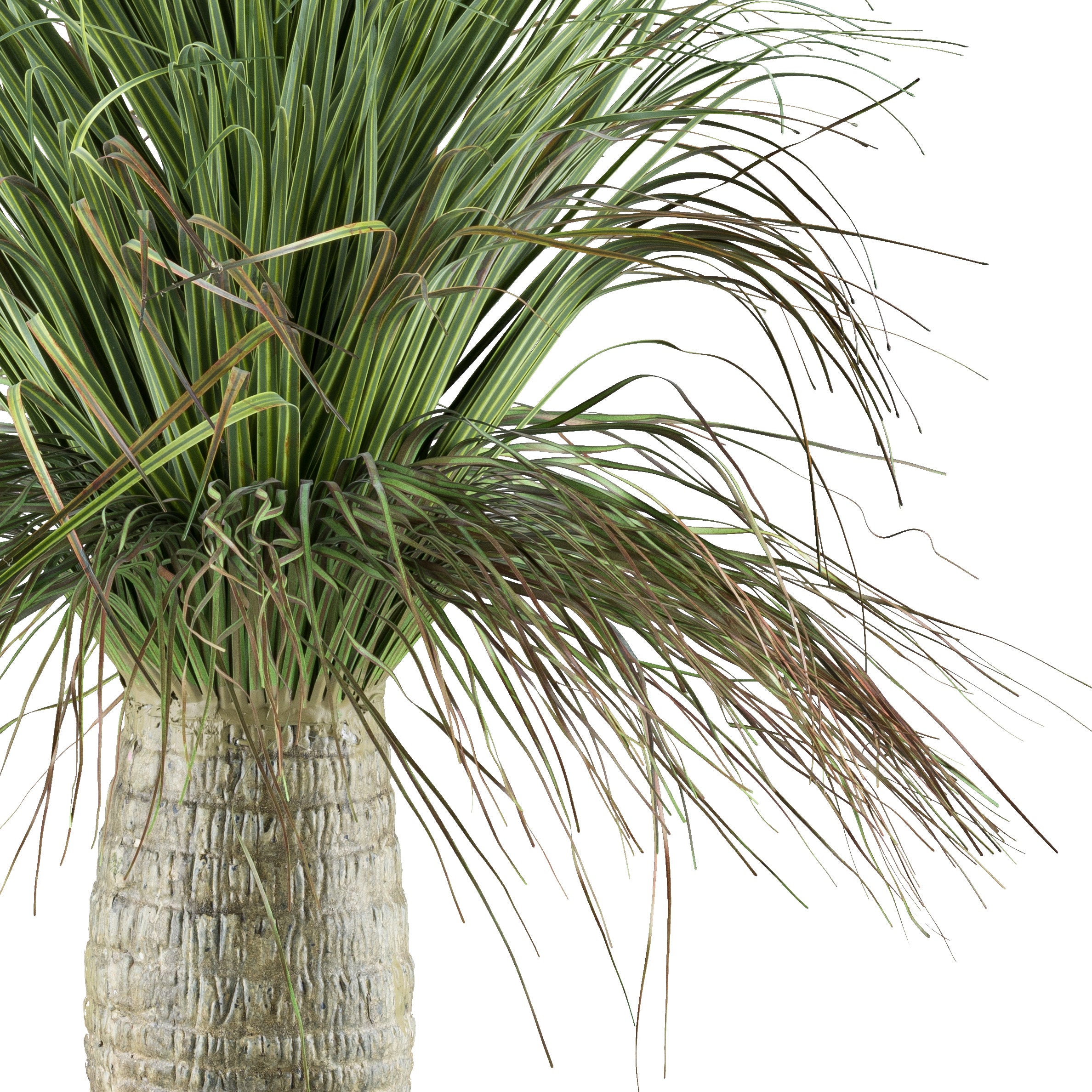 Beaucarnea, 60cm, gruen, im Kunststofftopf 12,5x11,5cm