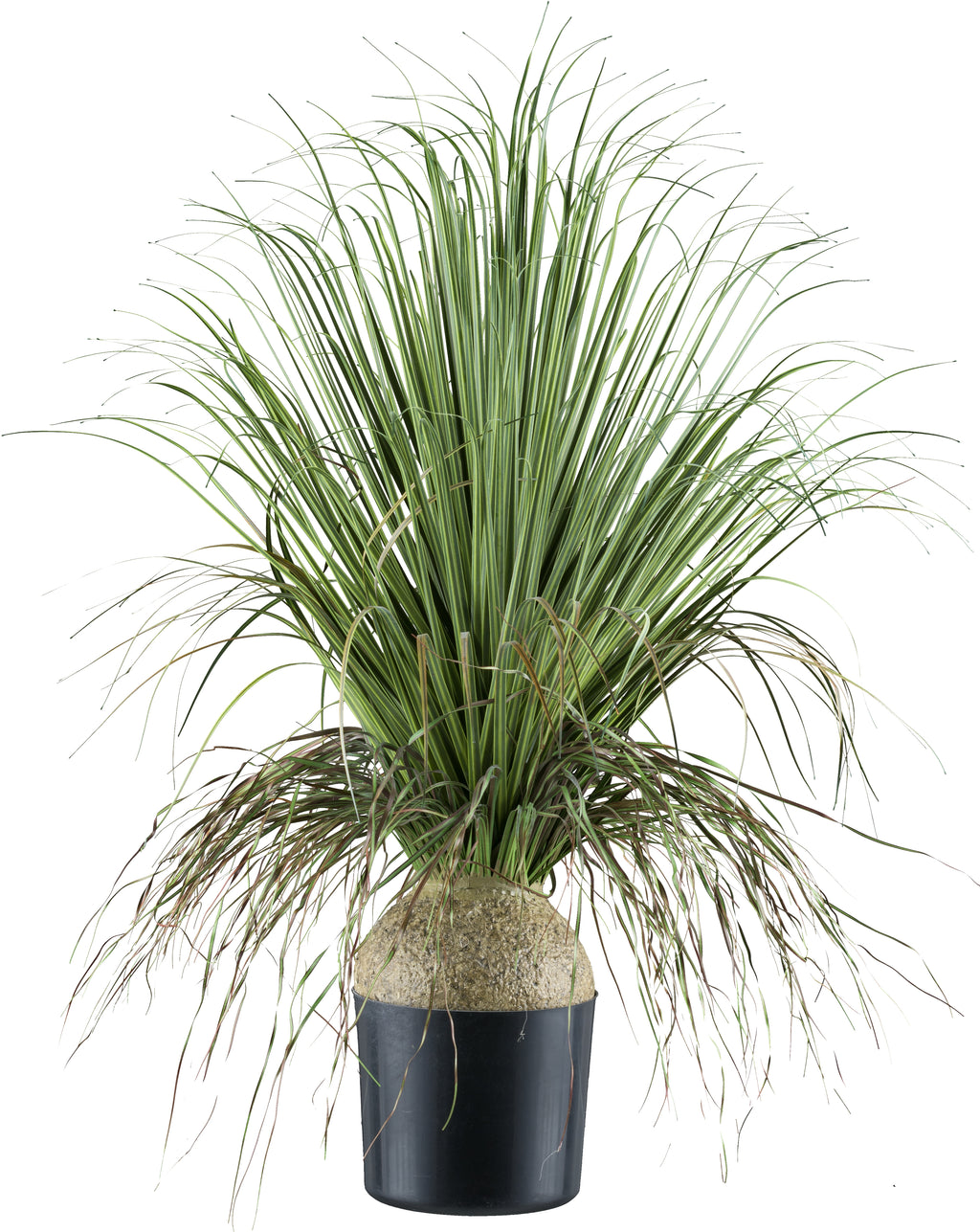 Beaucarnea, 68cm, gruen, im Kunststofftopf