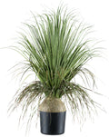 Beaucarnea, 68cm, gruen, im Kunststofftopf