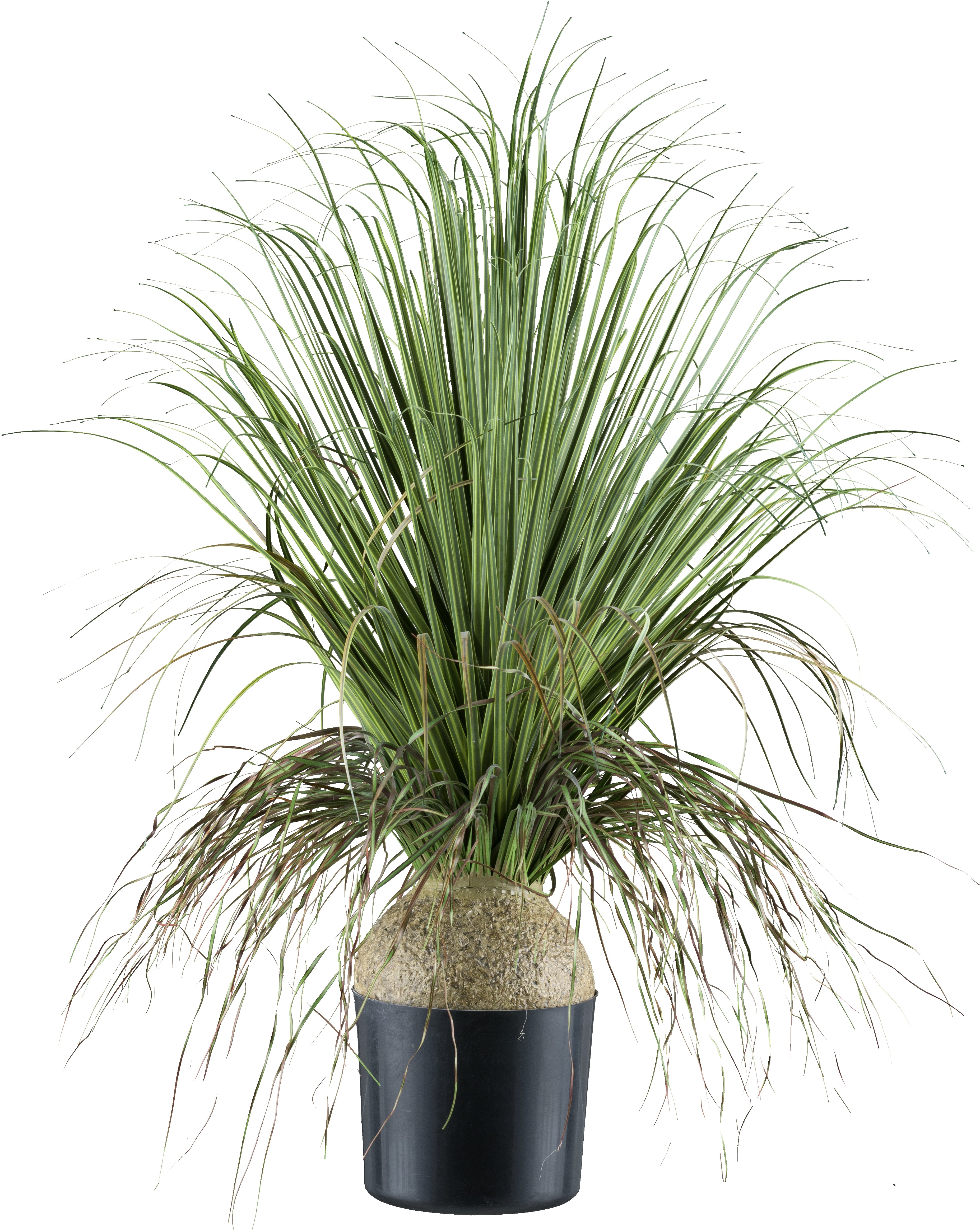 Beaucarnea, 68cm, gruen, im Kunststofftopf