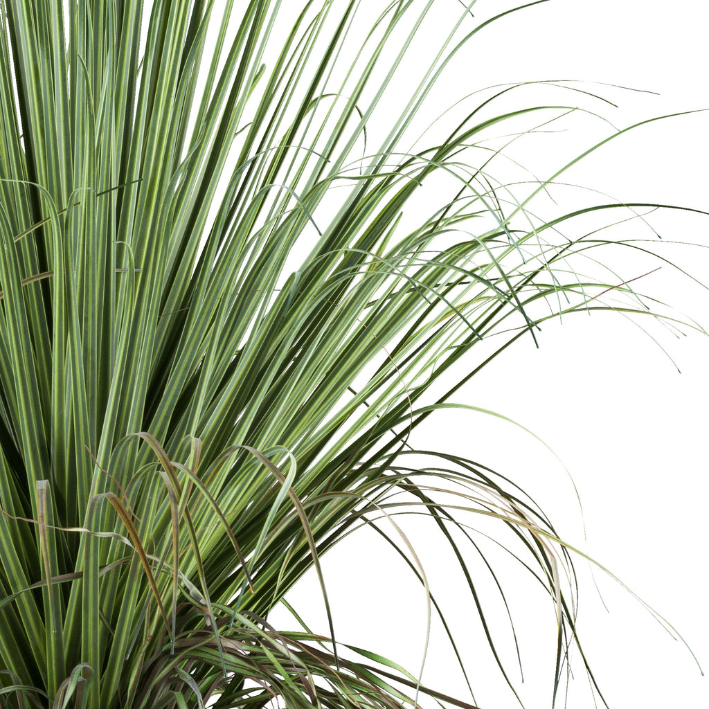 Beaucarnea, 68cm, gruen, im Kunststofftopf