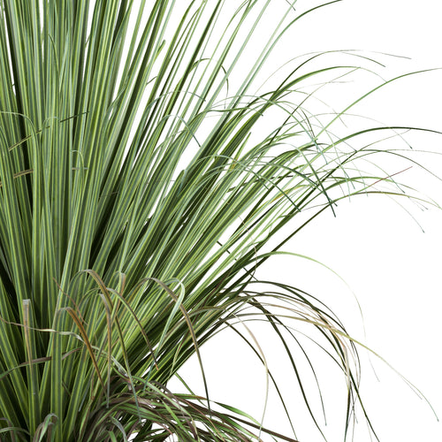 Beaucarnea, 68cm, gruen, im Kunststofftopf