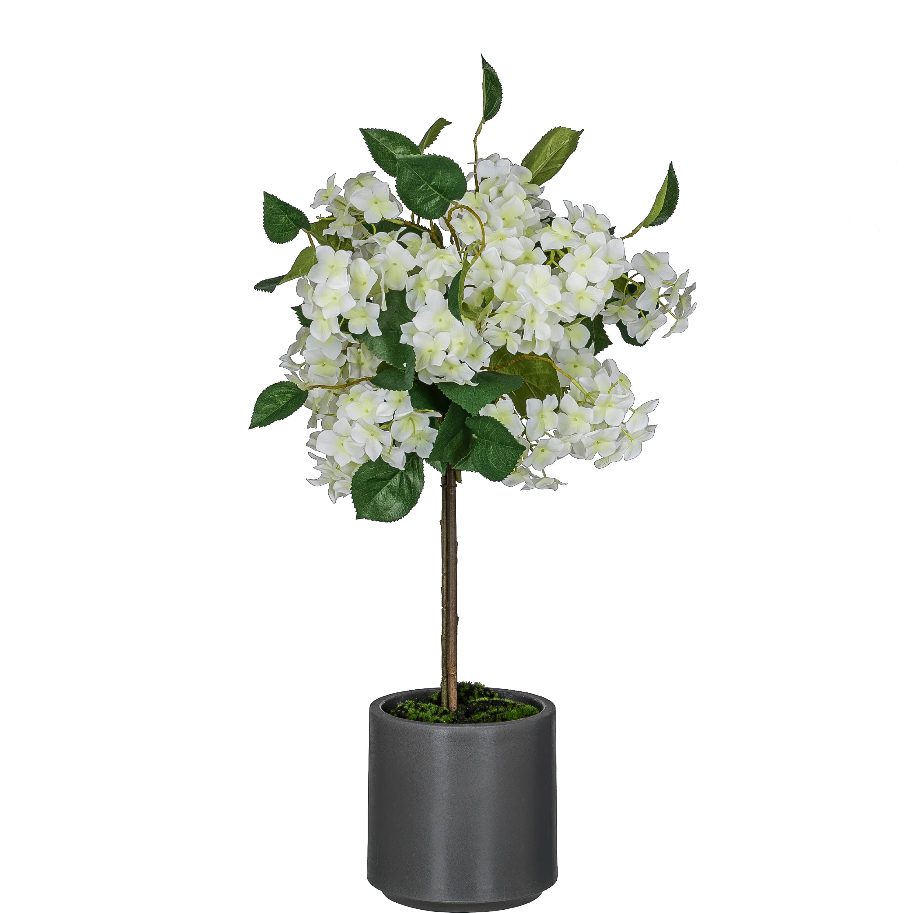 Hortensienhochstamm im Topf, 71cm, weiss