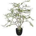 Muehlenbeckia im Topf, 81cm, gruen