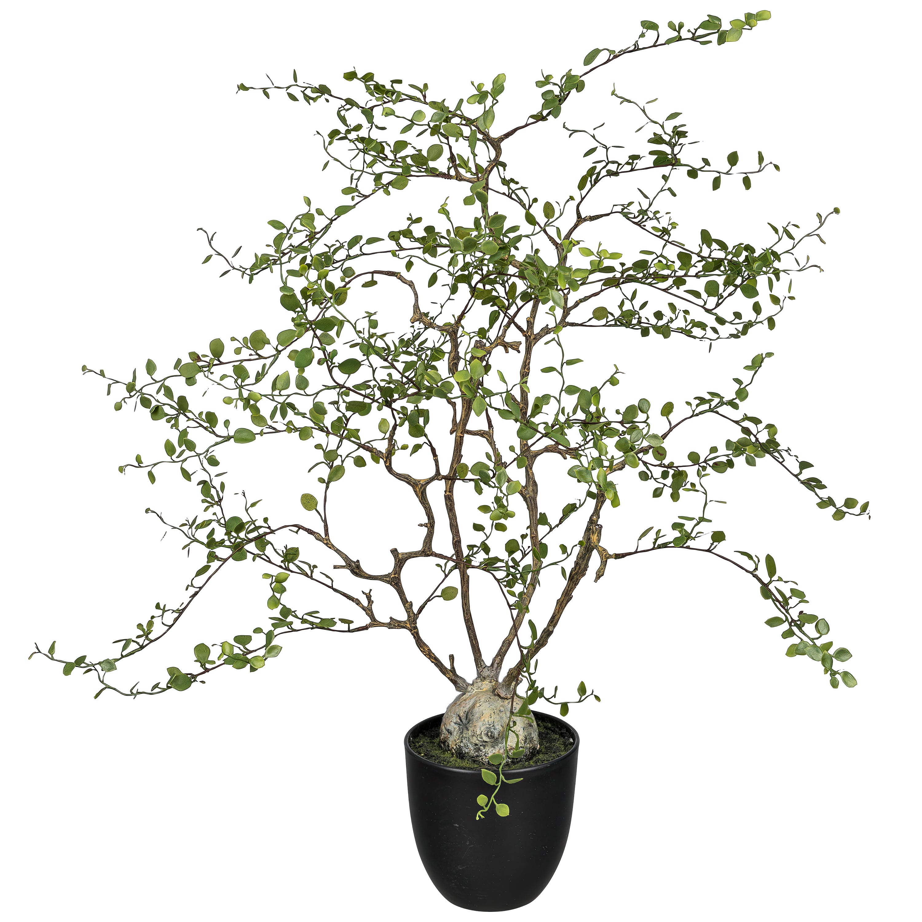 Muehlenbeckia im Topf, 81cm, gruen