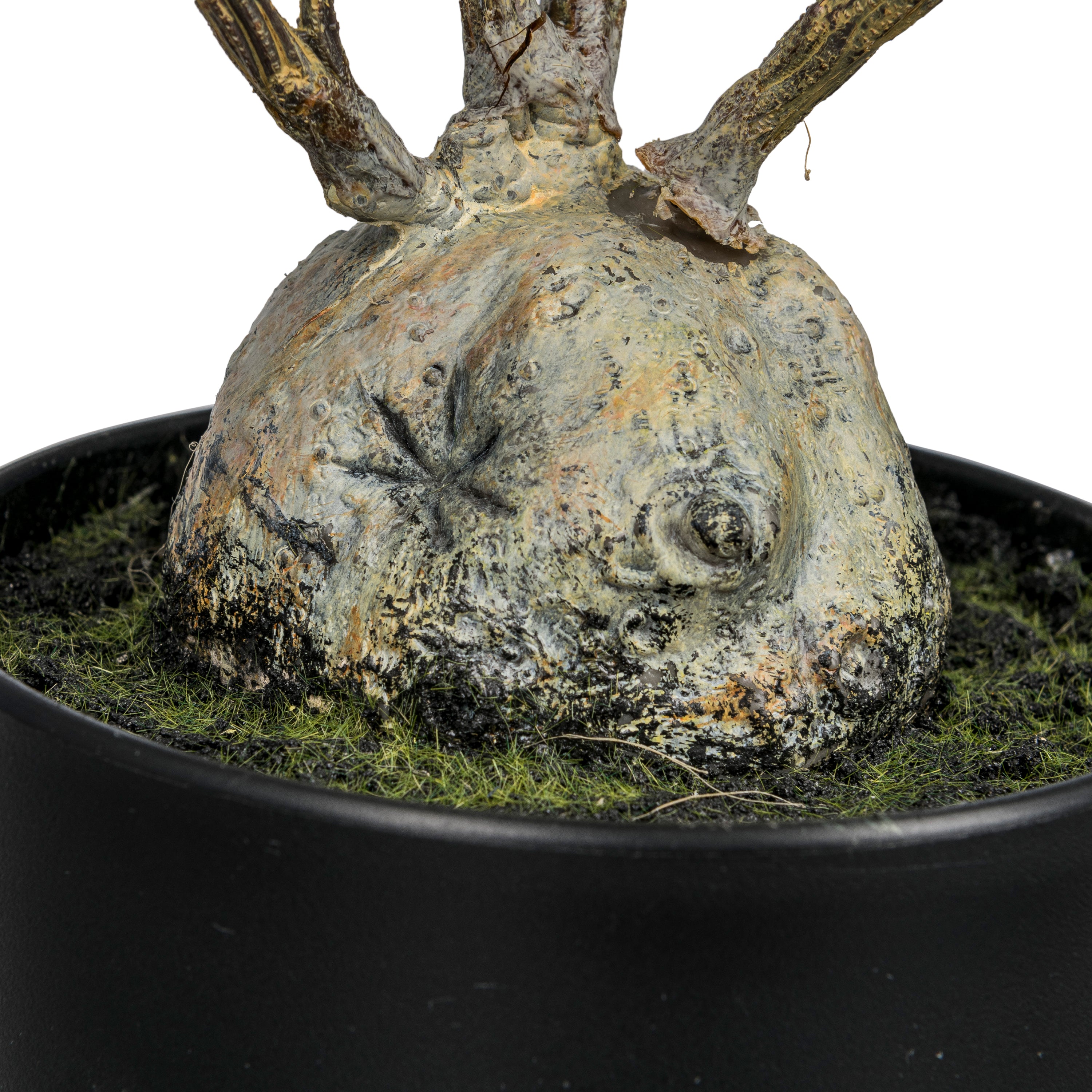 Muehlenbeckia im Topf, 81cm, gruen