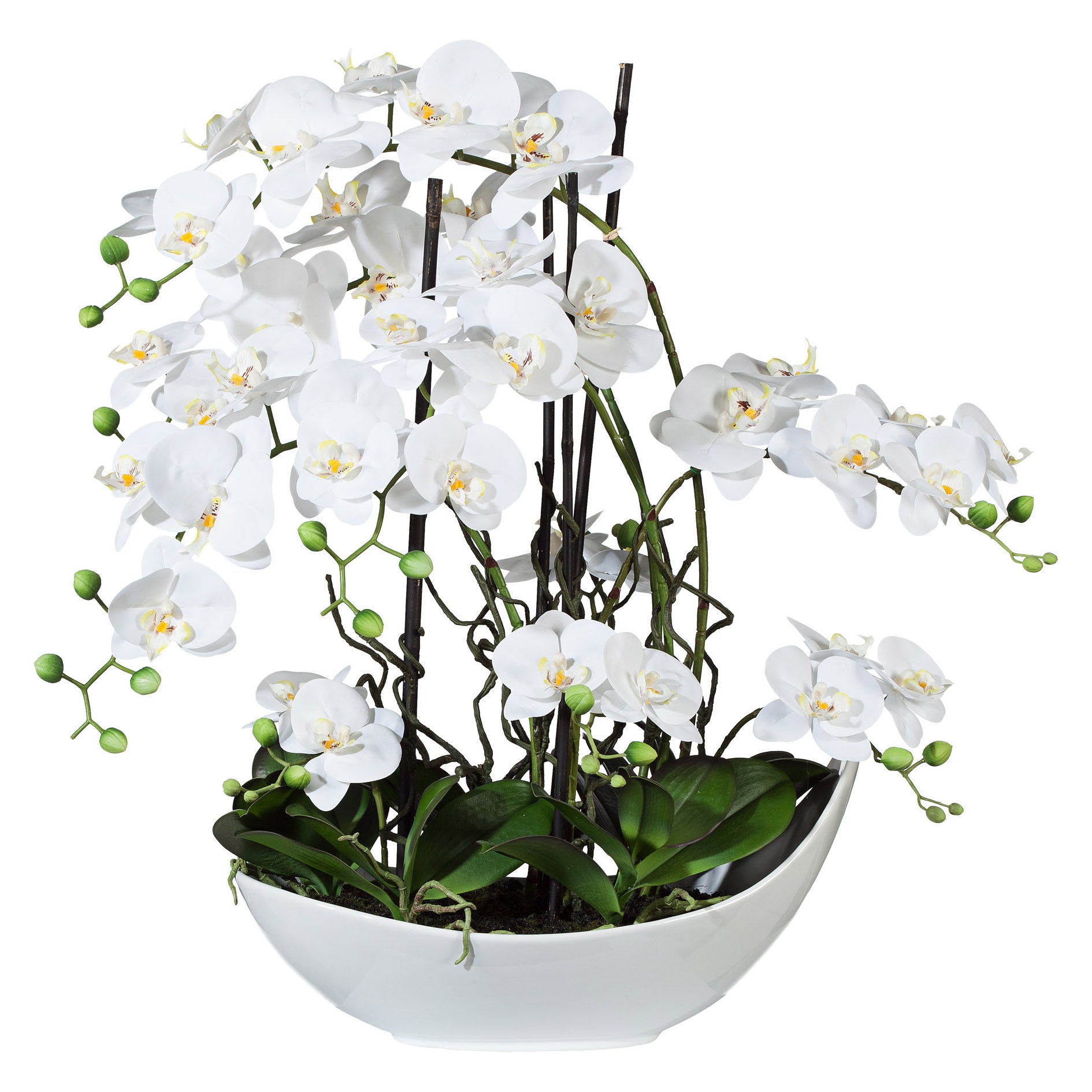 Phalaenopsisarrangement, 68cm weiss, in Keramikschale 45x25cm weiss, Real Touch