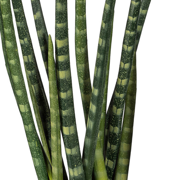 Sansevieria x14, ca 45cm, im Zementtopf 13,5x10,5cm