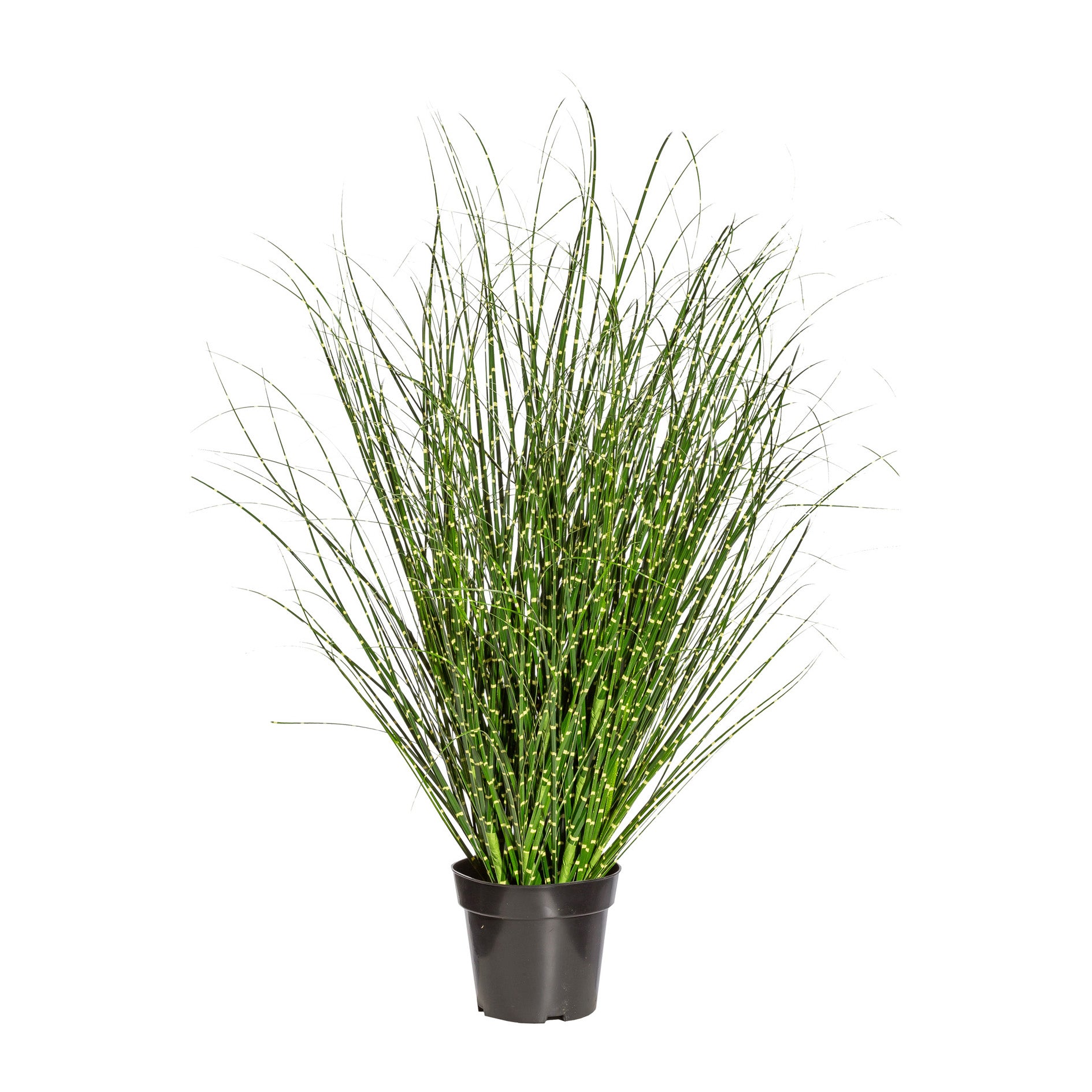 Miscanthus Zebrinus, ca 110cm, im Topf