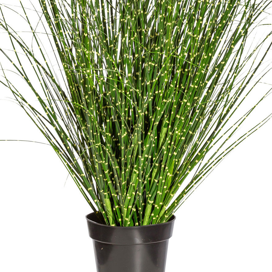 Miscanthus Zebrinus, ca 110cm, im Topf