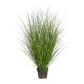 Miscanthus Zebrinus, ca 140cm, im Topf